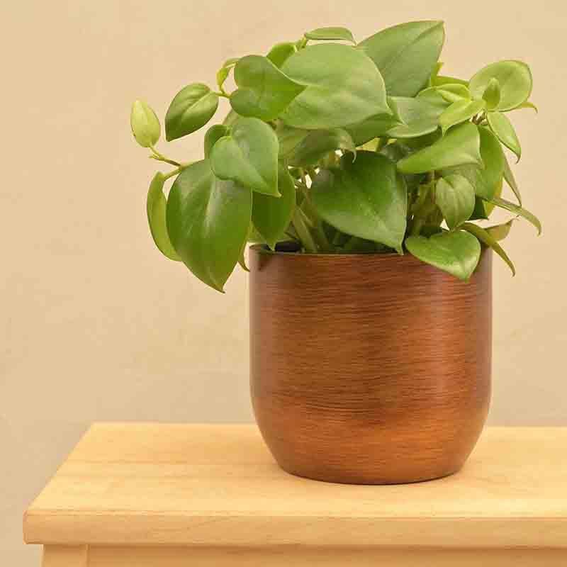 Buy UGAOO Planter Ball Retro- Gold Pots & Planters from Vaaree