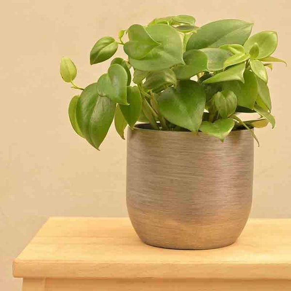 Buy UGAOO Planter Ball Retro- Silver Pots & Planters from Vaaree