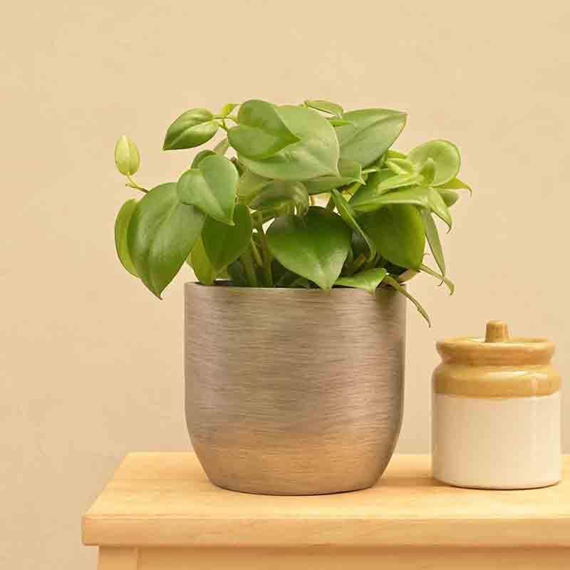 Buy UGAOO Planter Ball Retro- Silver Pots & Planters from Vaaree