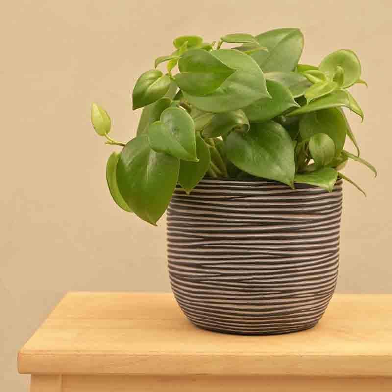 Buy UGAOO Planter Ball Rib - Black Pots & Planters from Vaaree