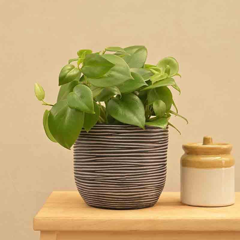 Buy UGAOO Planter Ball Rib - Black Pots & Planters from Vaaree