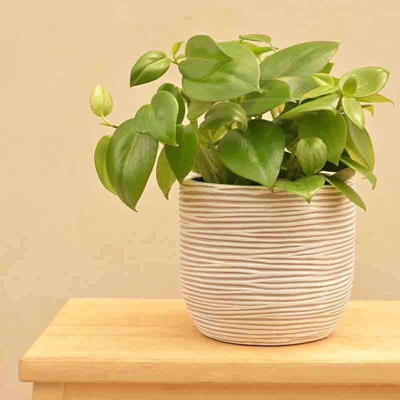 Buy UGAOO Planter Ball Rib - Ivory Pots & Planters from Vaaree