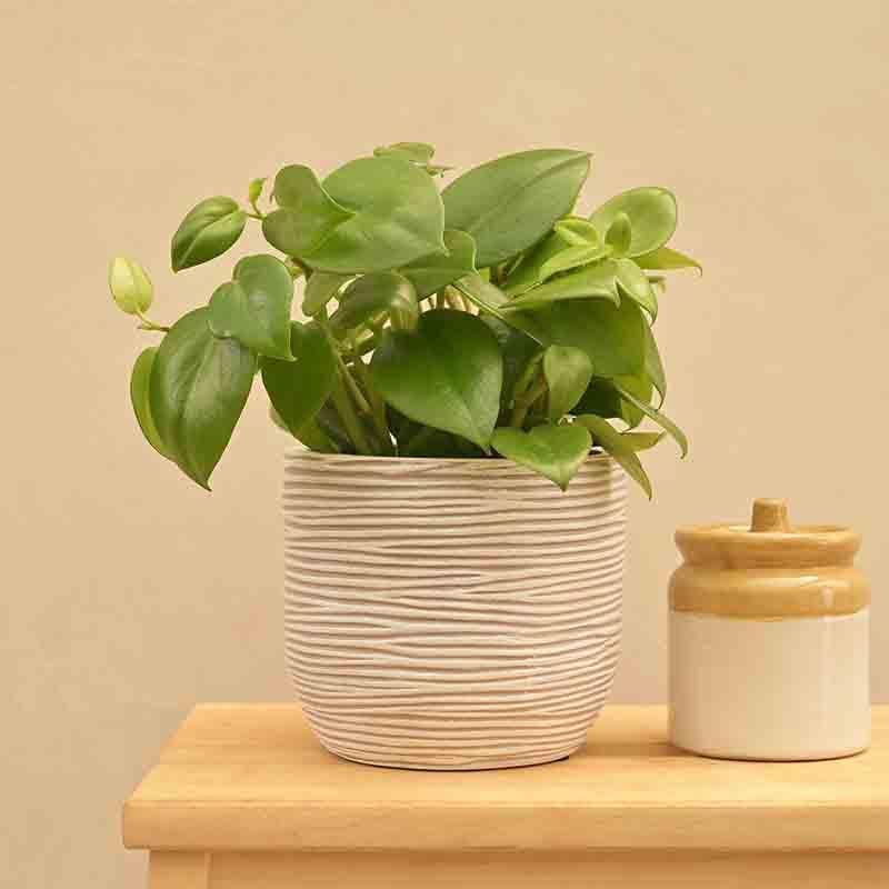 Buy UGAOO Planter Ball Rib - Ivory Pots & Planters from Vaaree