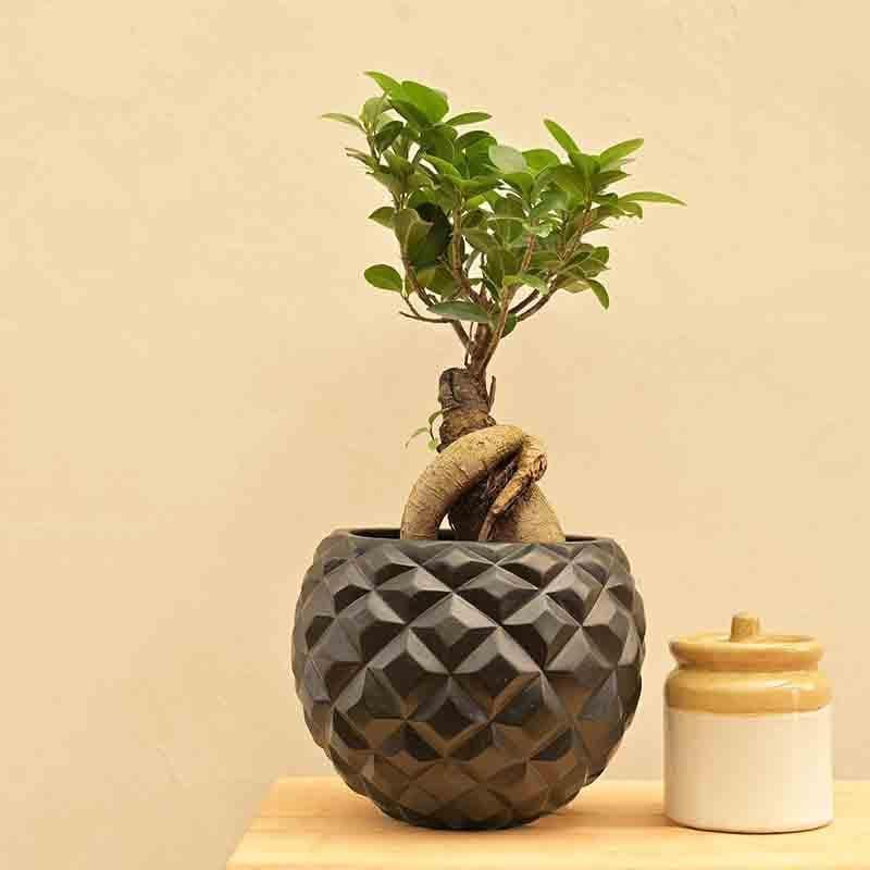 Buy UGAOO Planter Heraldry Vase Ball - Black Pots & Planters from Vaaree