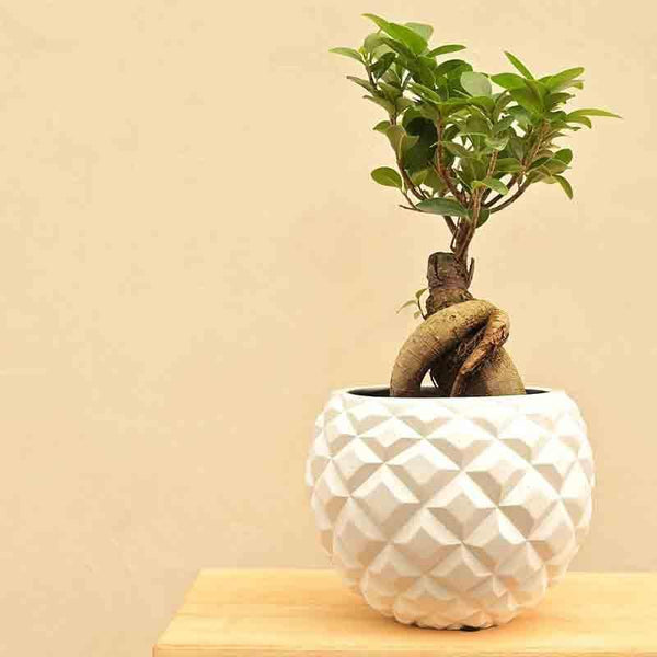 Buy UGAOO Planter Heraldry Vase Ball - White Pots & Planters from Vaaree