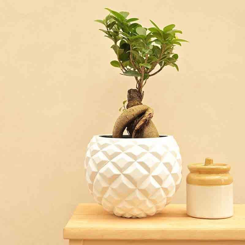 Buy UGAOO Planter Heraldry Vase Ball - White Pots & Planters from Vaaree