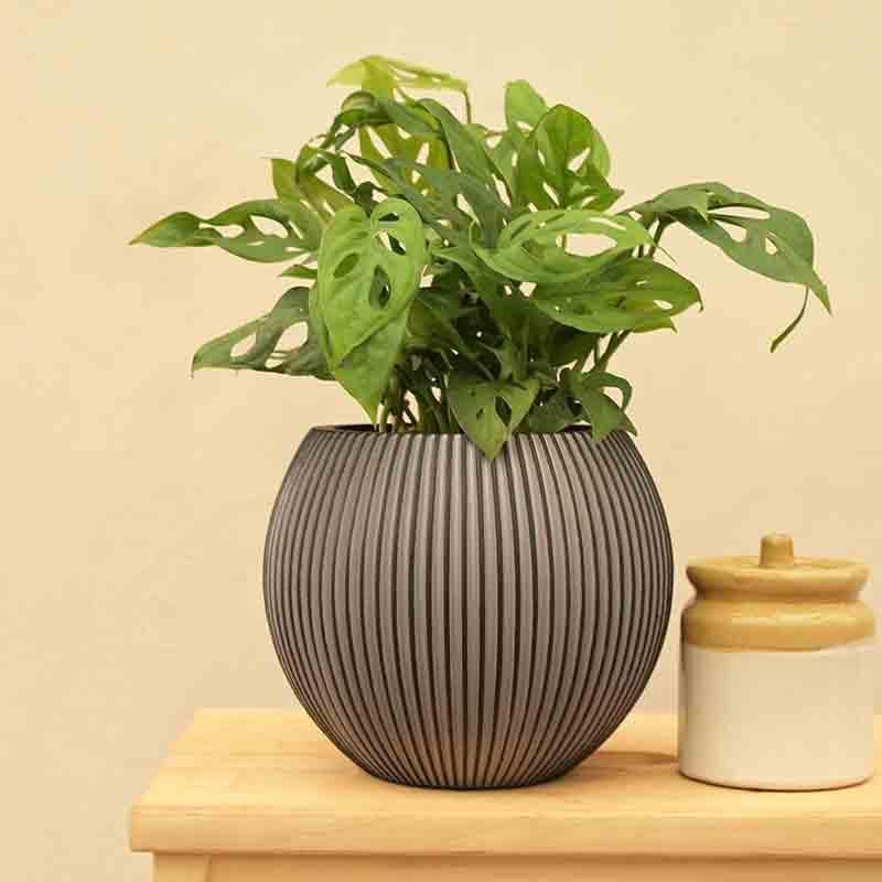 Buy Pots & Planters - UGAOO Planter Vase Ball Groove - Black at Vaaree online