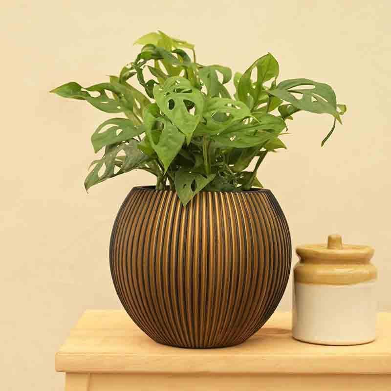 Buy UGAOO Planter Vase Ball Groove - Black & Gold Pots & Planters from Vaaree