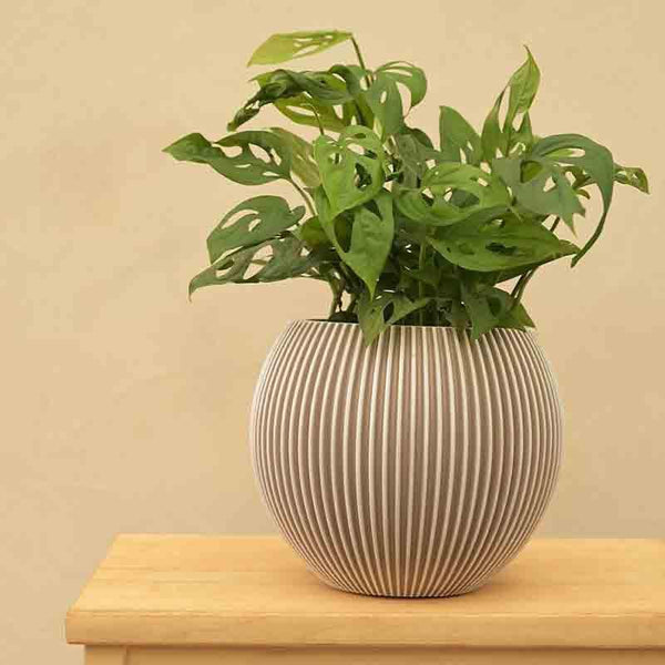 Buy Pots & Planters - UGAOO Planter Vase Ball Groove - Ivory at Vaaree online