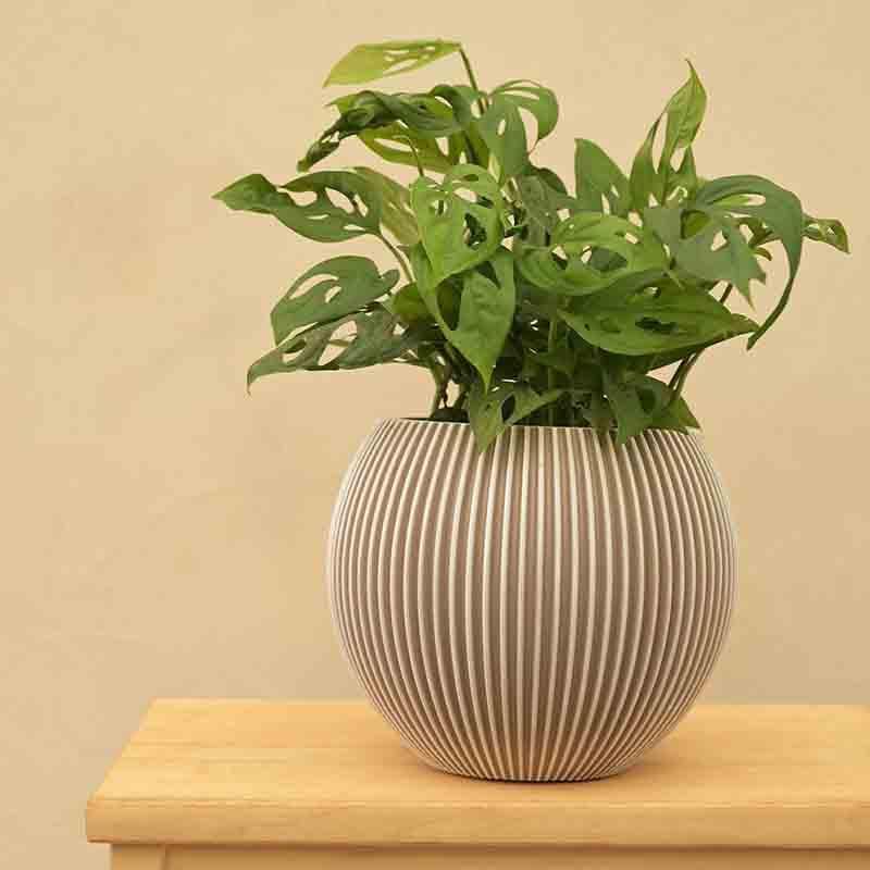 Buy UGAOO Planter Vase Ball Groove - Ivory Pots & Planters from Vaaree