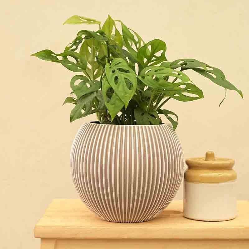 Buy UGAOO Planter Vase Ball Groove - Ivory Pots & Planters from Vaaree