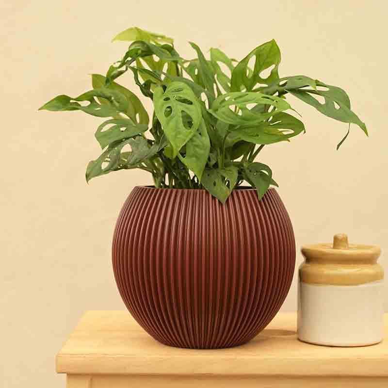 Buy UGAOO Planter Vase Ball Groove - Merlot Red Pots & Planters from Vaaree