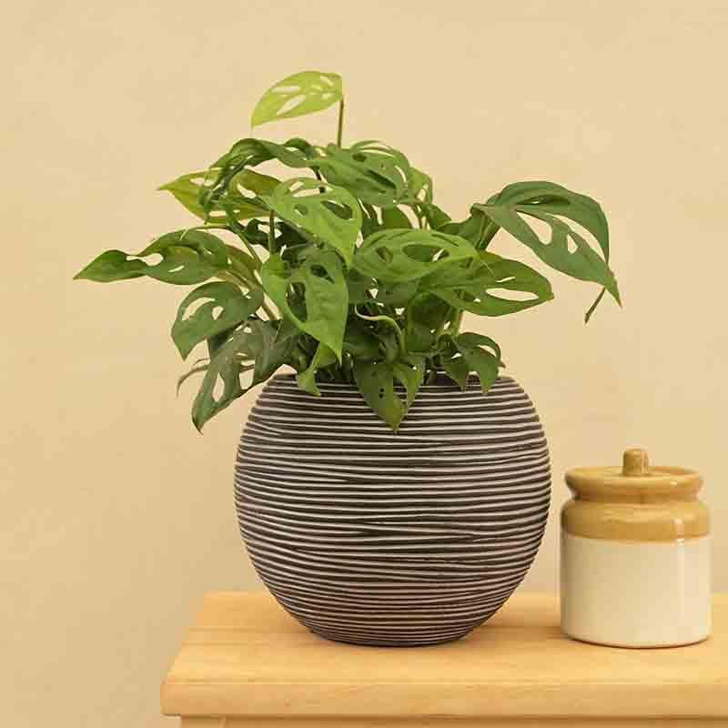 Buy UGAOO Planter Vase Ball Rib - Black Pots & Planters from Vaaree