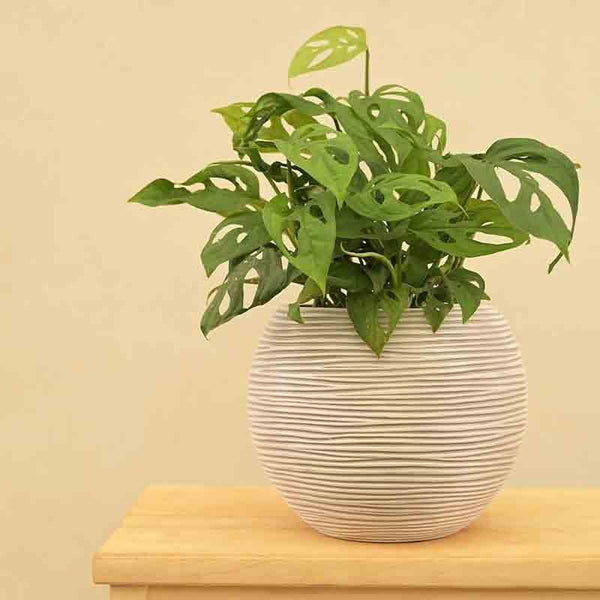 Buy UGAOO Planter Vase Ball Rib - Ivory Pots & Planters from Vaaree