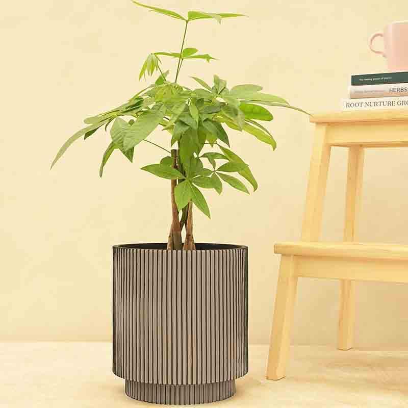 Buy UGAOO Planter Vase Cylinder Groove - Black Pots & Planters from Vaaree