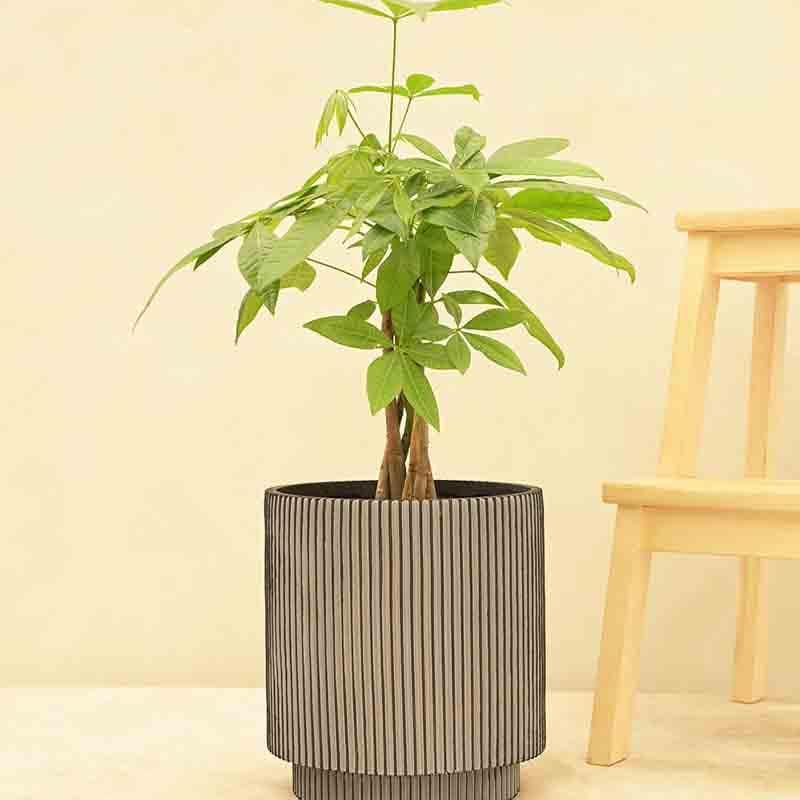 Buy UGAOO Planter Vase Cylinder Groove - Black Pots & Planters from Vaaree