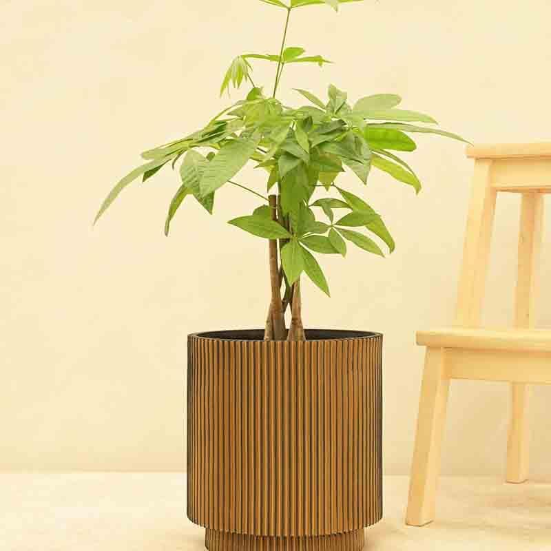 Buy UGAOO Planter Vase Cylinder Groove - Gold Pots & Planters from Vaaree