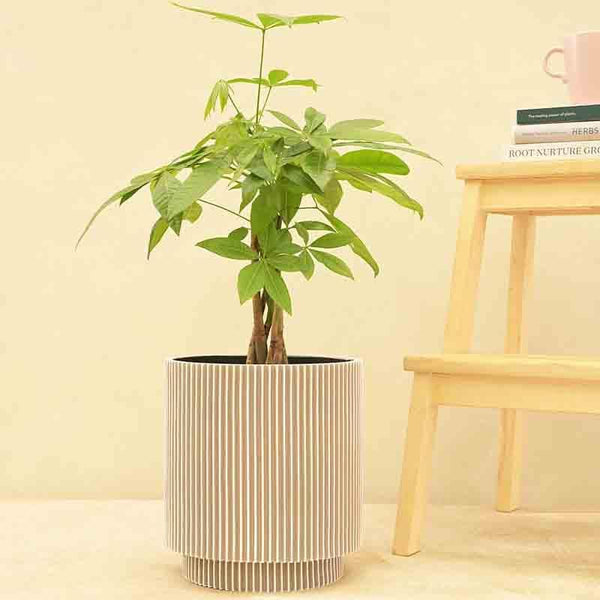 Buy UGAOO Planter Vase Cylinder Groove - Ivory Pots & Planters from Vaaree