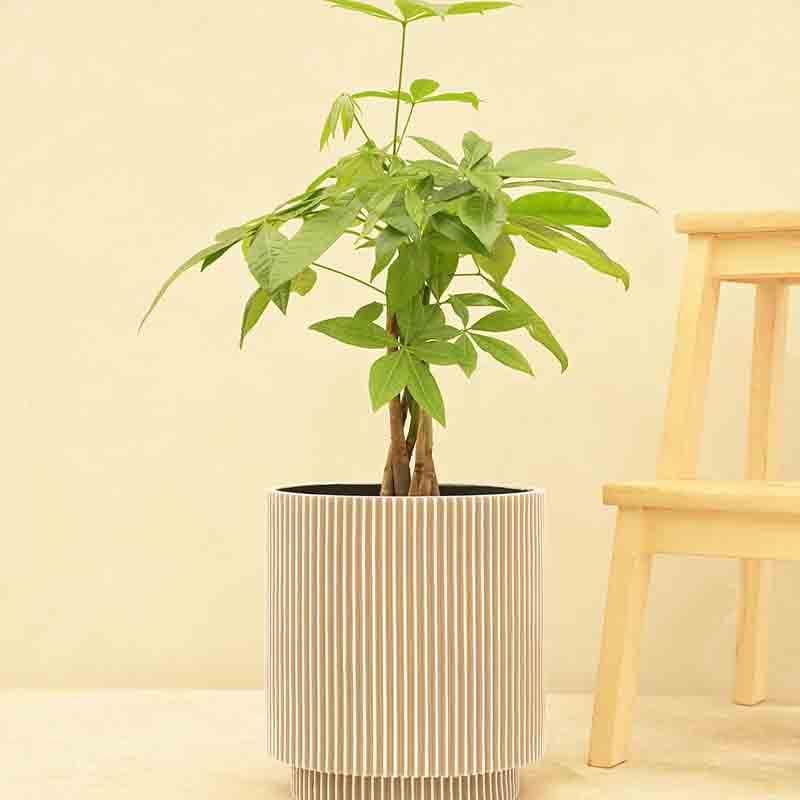 Buy UGAOO Planter Vase Cylinder Groove - Ivory Pots & Planters from Vaaree