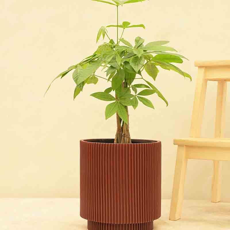 Buy UGAOO Planter Vase Cylinder Groove - Merlot Red Pots & Planters from Vaaree