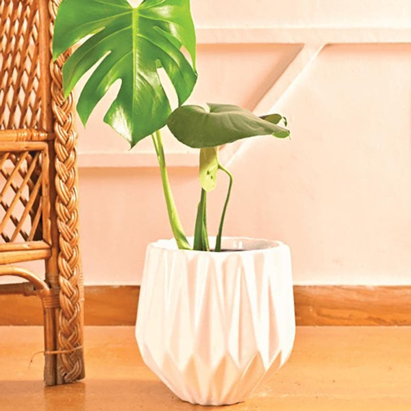 Pots & Planters - Ugaoo Precious Horcrux White Ceramic Pot