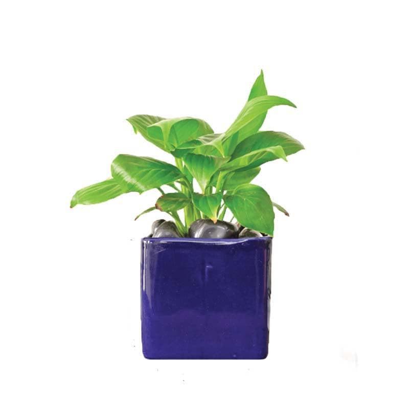 Buy Ugaoo Square Blue Ceramic Pot Pots & Planters from Vaaree