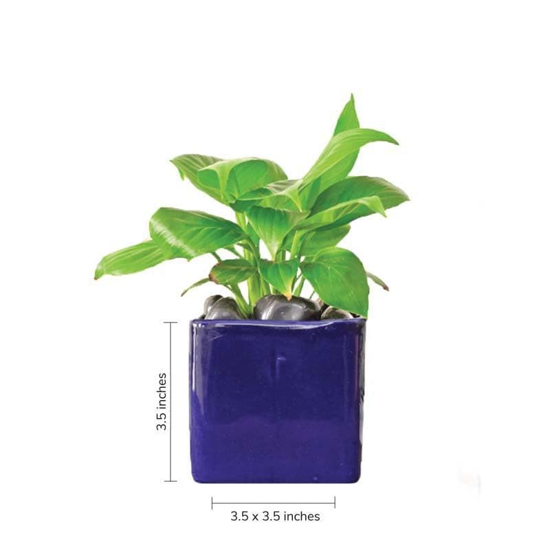 Buy Ugaoo Square Blue Ceramic Pot Pots & Planters from Vaaree