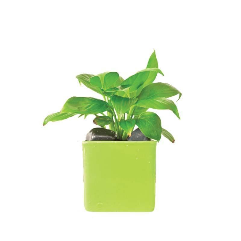 Buy Ugaoo Square Light Green Ceramic Pot Pots & Planters from Vaaree