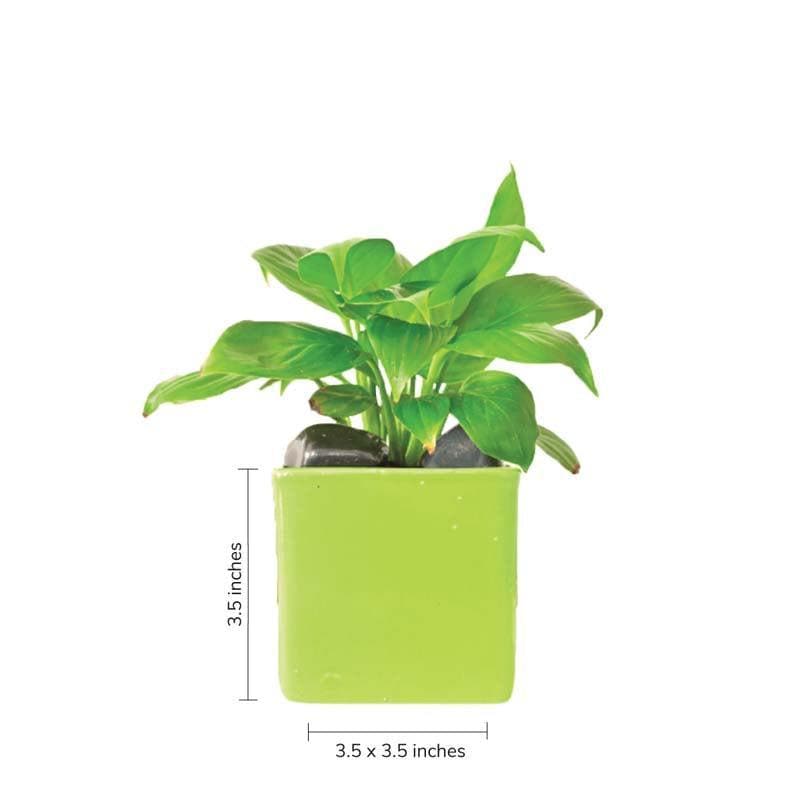 Buy Ugaoo Square Light Green Ceramic Pot Pots & Planters from Vaaree