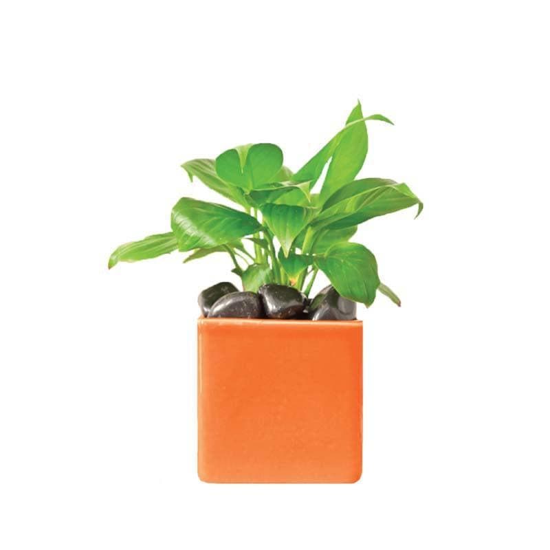 Buy Ugaoo Square Orange Ceramic Pot Pots & Planters from Vaaree