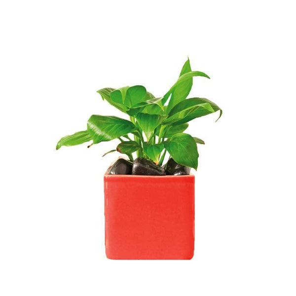 Buy Ugaoo Square Red Ceramic Pot Pots & Planters from Vaaree