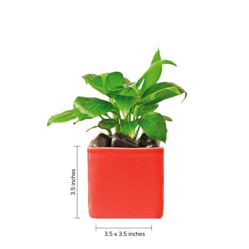 Buy Ugaoo Square Red Ceramic Pot Pots & Planters from Vaaree