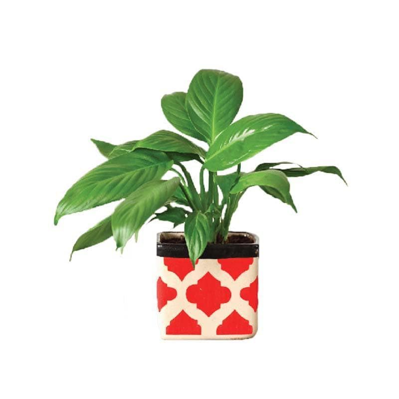 Buy Ugaoo Square Rose Red Ceramic Pot Pots & Planters from Vaaree