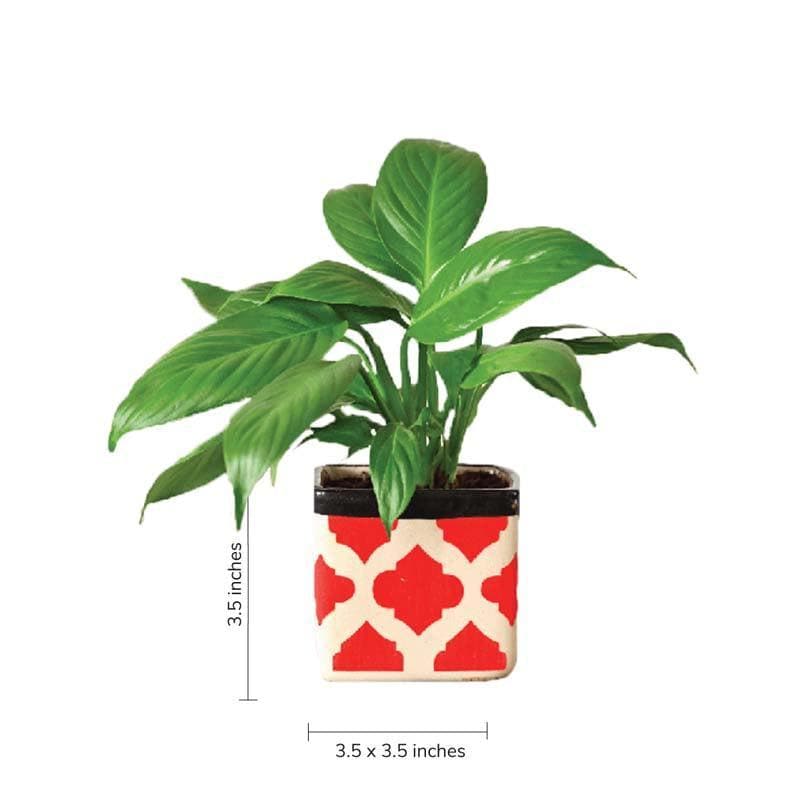 Buy Ugaoo Square Rose Red Ceramic Pot Pots & Planters from Vaaree