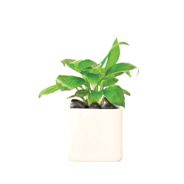 Buy Ugaoo Square White Ceramic Pot Pots & Planters from Vaaree