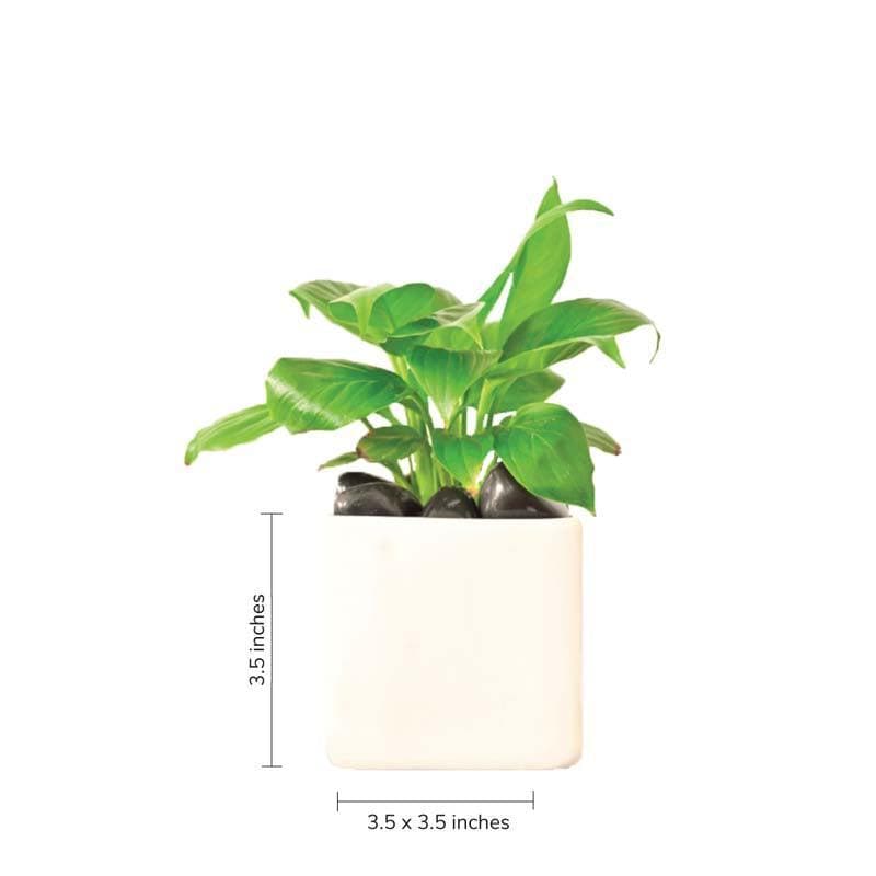 Buy Ugaoo Square White Ceramic Pot Pots & Planters from Vaaree