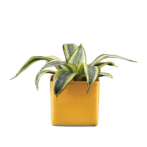 Buy Ugaoo Square Yellow Ceramic Pot Pots & Planters from Vaaree