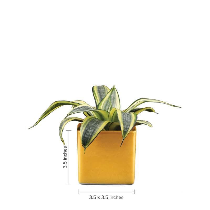 Buy Ugaoo Square Yellow Ceramic Pot Pots & Planters from Vaaree