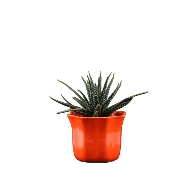 Buy Ugaoo Star Orange Ceramic Pot Pots & Planters from Vaaree