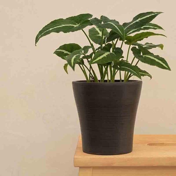 Buy UGAOO Tivoli Planter for Home & Balcony Garden- Black Pots & Planters from Vaaree