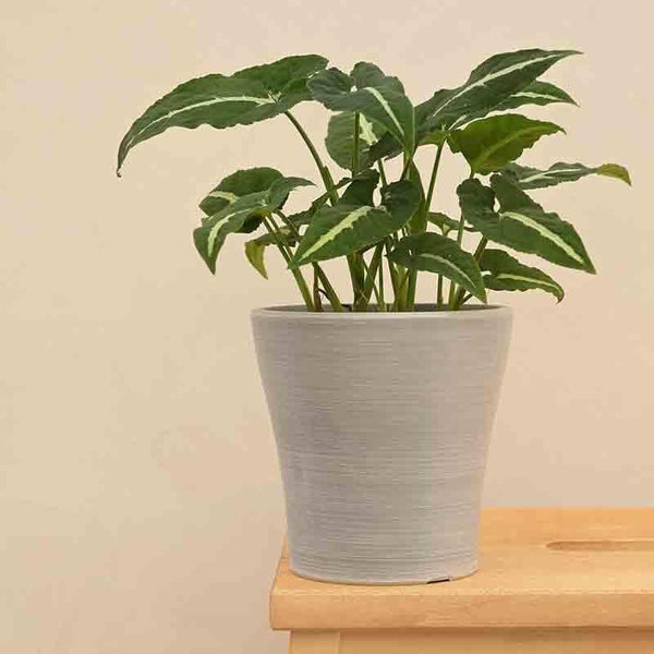 Buy UGAOO Tivoli Planter for Home & Balcony Garden- Light Grey Pots & Planters from Vaaree