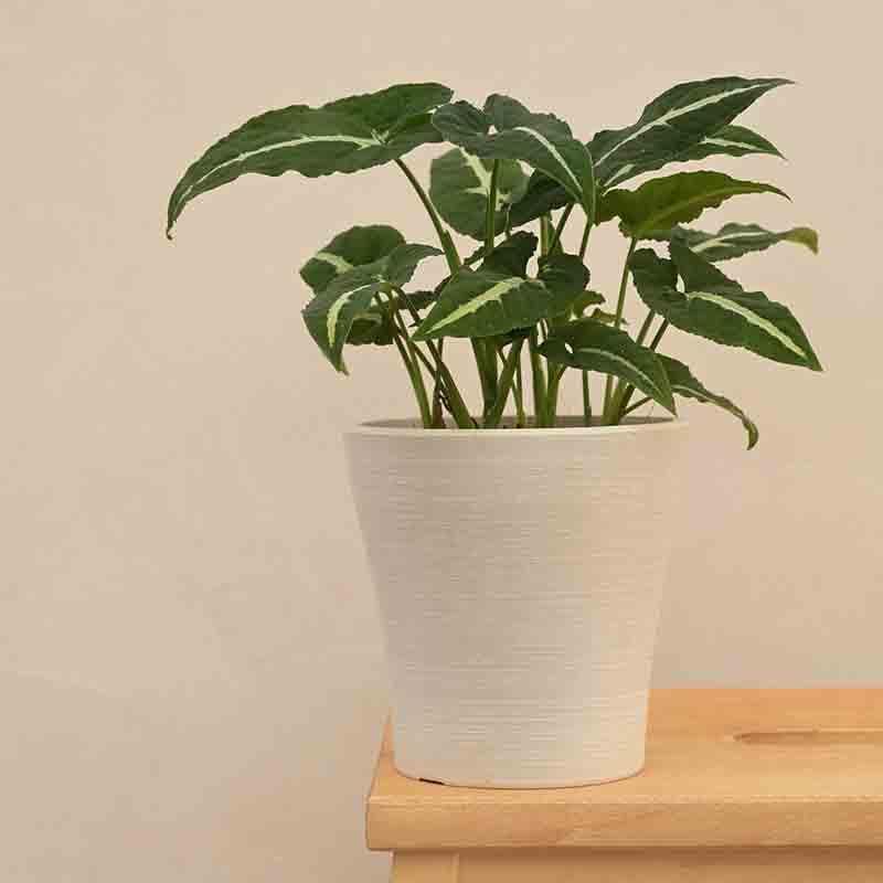 Buy UGAOO Tivoli Planter for Home & Balcony Garden- White Pots & Planters from Vaaree