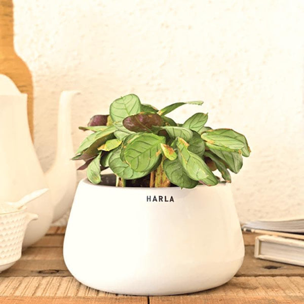 Buy Ugaoo Tulip Fantasy 6031 White Ceramic Pot Pots & Planters from Vaaree