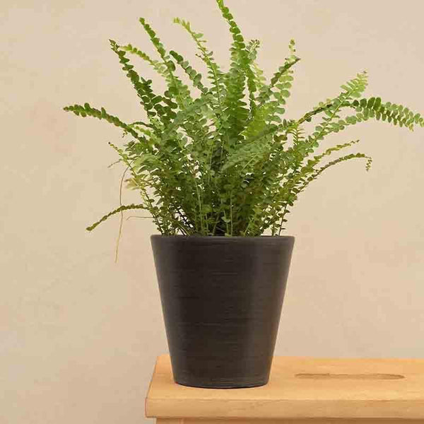 Buy UGAOO Venice Planter for Home & Balcony Garden- Black Pots & Planters from Vaaree