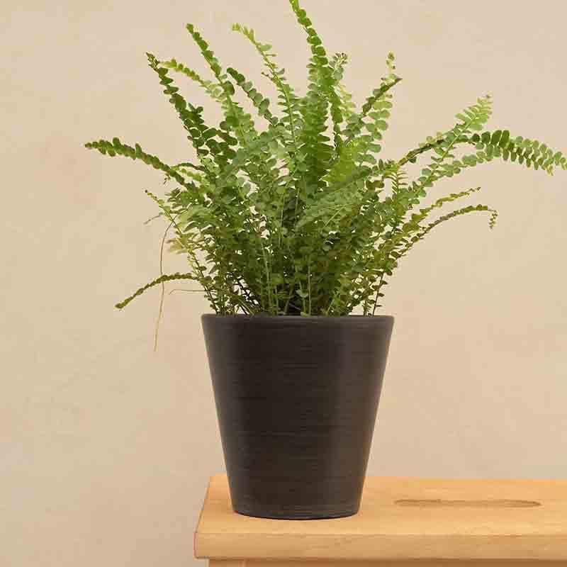 Buy UGAOO Venice Planter for Home & Balcony Garden- Black Pots & Planters from Vaaree