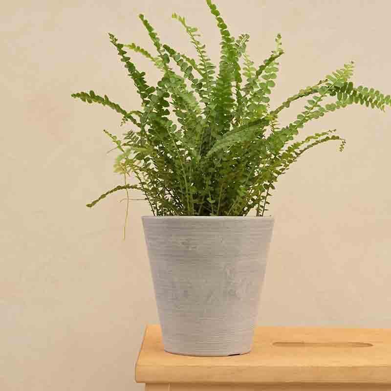 Buy UGAOO Venice Planter for Home & Balcony Garden- Light Grey Pots & Planters from Vaaree