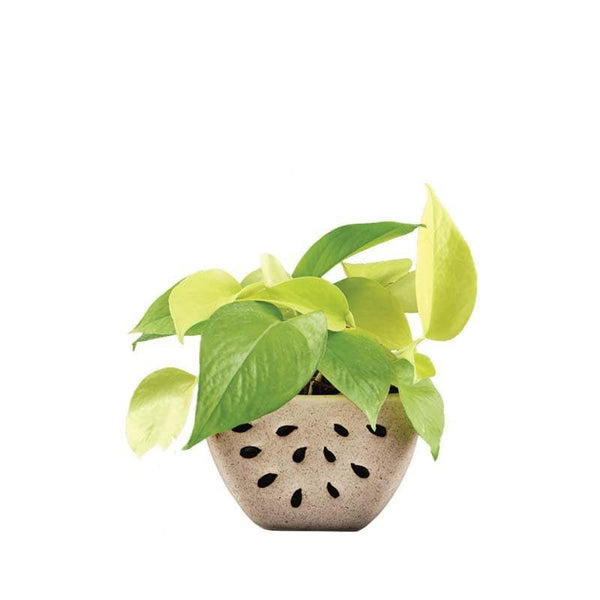 Buy Ugaoo Watermelon Matte Finish Beige Ceramic Planter Pots & Planters from Vaaree