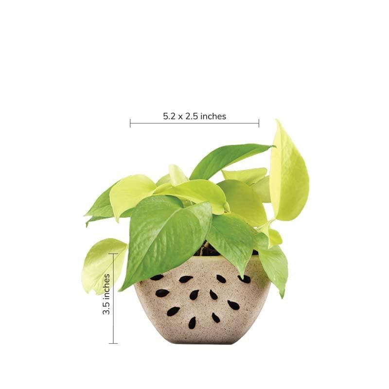 Buy Ugaoo Watermelon Matte Finish Beige Ceramic Planter Pots & Planters from Vaaree