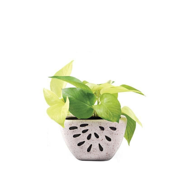 Buy Ugaoo Watermelon Matte Finish White Ceramic Planter Pots & Planters from Vaaree