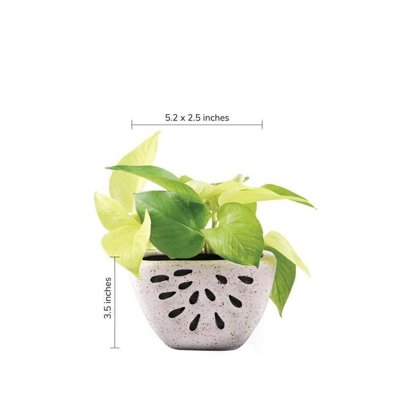 Buy Ugaoo Watermelon Matte Finish White Ceramic Planter Pots & Planters from Vaaree